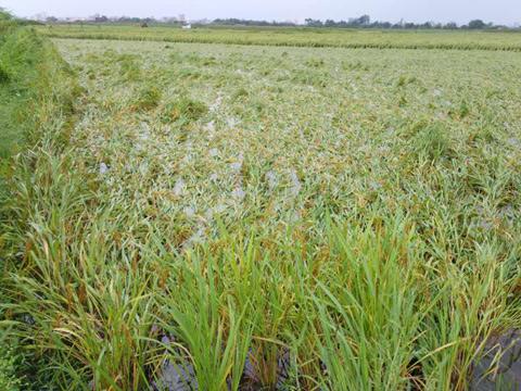 安徽水稻种植常见问题